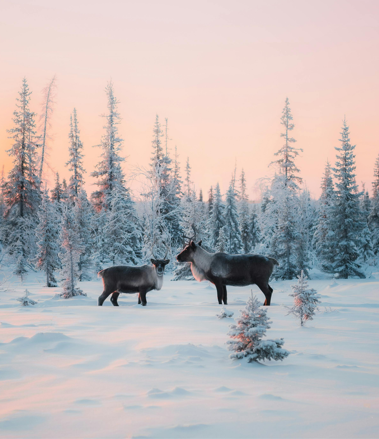 Voyage organisé laponie finlande